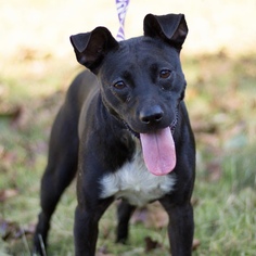 Brat Dogs for adoption in Brownsboro, AL, USA