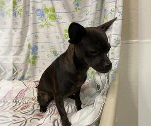 Chug Dogs for adoption in Modesto, CA, USA