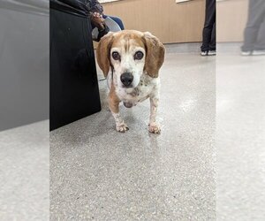 Beagle Dogs for adoption in Louisville, KY, USA