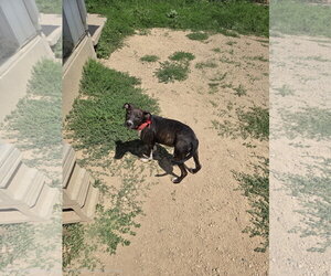 Mutt Dogs for adoption in Maquoketa, IA, USA