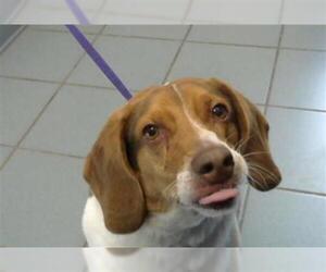 Beagle-Unknown Mix Dogs for adoption in Nashville, TN, USA