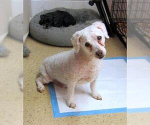 Poodle (Toy) Dogs for adoption in York, SC, USA