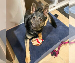 German Shepherd Dog Dogs for adoption in Millburn, NJ, USA