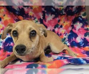 Chihuahua Dogs for adoption in HESPERIA, CA, USA