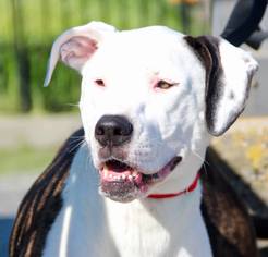 Bullypit Dogs for adoption in Grass Valley, CA, USA