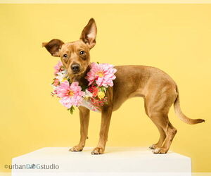 Chihuahua-Unknown Mix Dogs for adoption in Tampa, FL, USA