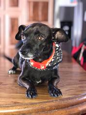 Chiweenie Dogs for adoption in Wausau, WI, USA