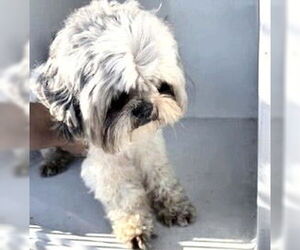Shih Tzu Dogs for adoption in Houston, TX, USA