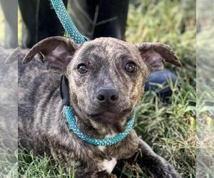 Chihuahua-Unknown Mix Dogs for adoption in Yardley, PA, USA