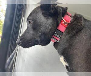 German Shepherd Dog-Unknown Mix Dogs for adoption in Houston, TX, USA