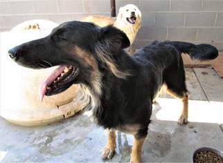 Medium Photo #1 German Shepherd Dog Puppy For Sale in San Tan Valley, AZ, USA