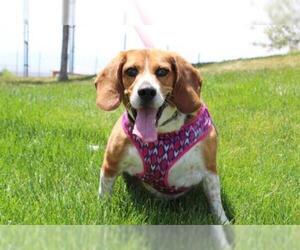 Beagle Dogs for adoption in Fruit Heights, UT, USA