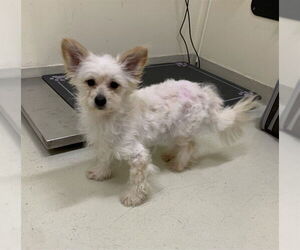 Toy Fox Terrier-Unknown Mix Dogs for adoption in Fremont, CA, USA