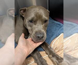 American Staffordshire Terrier Dogs for adoption in Tallahassee, FL, USA