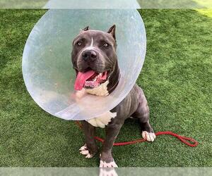 Mastiff-Unknown Mix Dogs for adoption in Orange, CA, USA