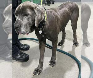 Mutt Dogs for adoption in Forestville, MD, USA