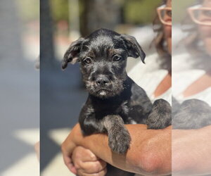 Labrador Retriever-Unknown Mix Dogs for adoption in Dana Point, CA, USA