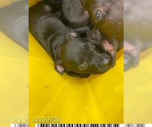 American Pit Bull Terrier Dogs for adoption in West Palm Beach, FL, USA