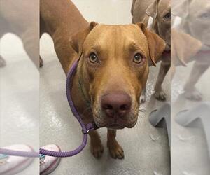 Labrador Retriever-Unknown Mix Dogs for adoption in Baytown, TX, USA