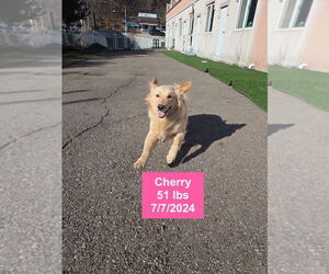 Golden Retriever Dogs for adoption in West Hollywood, CA, USA