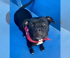American Pit Bull Terrier-Unknown Mix Dogs for adoption in Calgary, Alberta, Canada