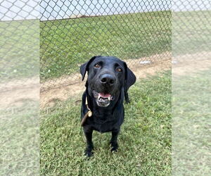 Labrador Retriever Dogs for adoption in Evansville, IN, USA