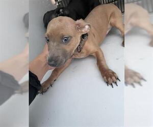 Chihuahua-Unknown Mix Dogs for adoption in Houston, TX, USA