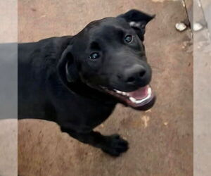 Labrador Retriever-Unknown Mix Dogs for adoption in Canton, CT, USA