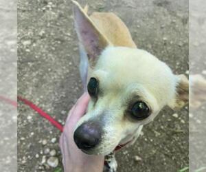 Chihuahua Dogs for adoption in Austin, TX, USA