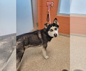 Siberian Husky Dogs for adoption in Pueblo, CO, USA