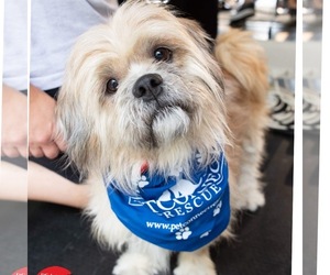 Shih Apso Dogs for adoption in Potomac, MD, USA