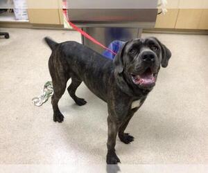 Mastiff Dogs for adoption in Riverside, CA, USA