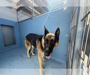 German Shepherd Dog Dogs for adoption in Downey, CA, USA