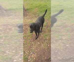 Labrador Retriever-Unknown Mix Dogs for adoption in San Antonio, TX, USA