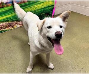 Labrador Retriever-Unknown Mix Dogs for adoption in Moreno Valley, CA, USA