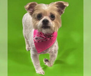 Mutt Dogs for adoption in Princeton, MN, USA
