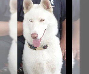 Siberian Husky Dogs for adoption in Tracy, CA, USA