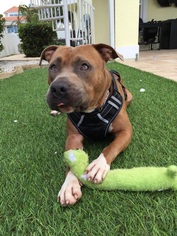 American Bulldog-Bullmastiff Mix Dogs for adoption in DeLand, FL, USA