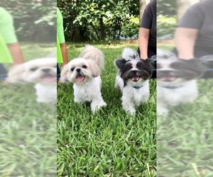 Papastzu Dogs for adoption in Weston, FL, USA