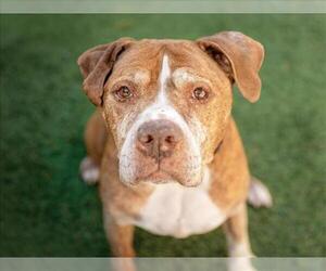 Mutt Dogs for adoption in Las Vegas, NV, USA