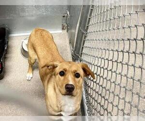 Mutt Dogs for adoption in HESPERIA, CA, USA