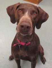 German Shorthaired Pointer Dogs for adoption in Newton, KS, USA