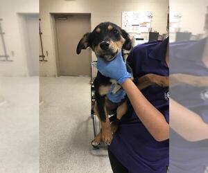 Labrador Retriever-Unknown Mix Dogs for adoption in Conroe, TX, USA