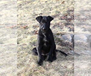 Labrador Retriever-Unknown Mix Dogs for adoption in Minneapolis, MN, USA