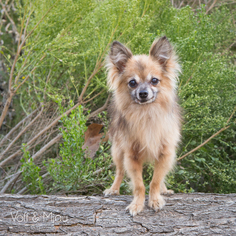 Medium Photo #1 Chiranian Puppy For Sale in Lake Elsinore, CA, USA