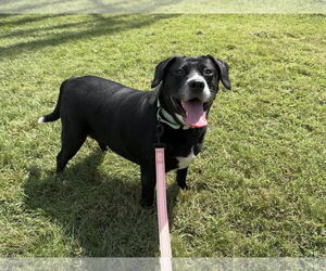 Labrador Retriever Dogs for adoption in Millersville, MD, USA