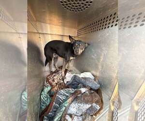 German Shepherd Dog-Unknown Mix Dogs for adoption in Rowlett, TX, USA