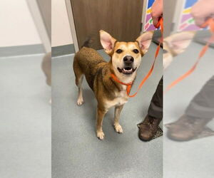 Labrador Retriever-Unknown Mix Dogs for adoption in Baytown, TX, USA