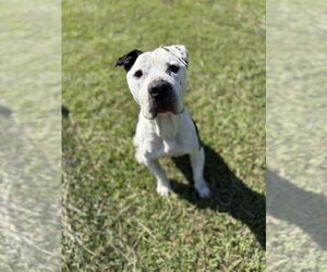 Mutt Dogs for adoption in Virginia Beach, VA, USA