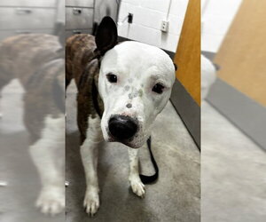 Mutt Dogs for adoption in Forestville, MD, USA